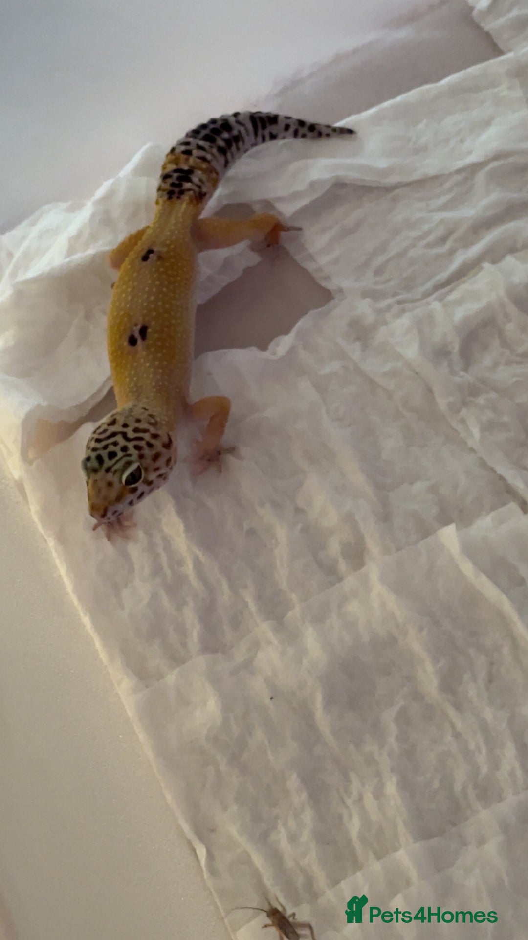 Leopard Gecko reptiles for sale: Young leopard gecko seeking new home  - Advert 2