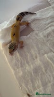 Leopard Gecko reptiles Young leopard gecko seeking new home - Advert 3