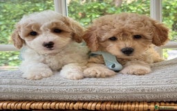 Mixed Breed dogs for sale: Teddy bear puppies - Image 21