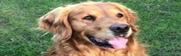 Golden Retriever dogs for stud: Quernmore Stanley 100% DNA CLEAR On All Diseases in Barnsley - Advert 1