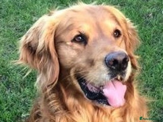 Golden Retriever dogs in Barnsley - Advert 26