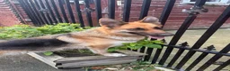 German Shepherd dogs for sale: german shepherd puppies  - Advert 1