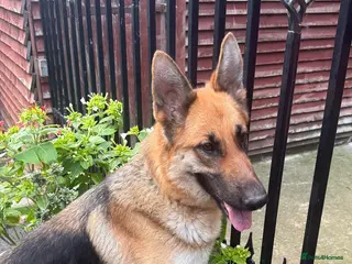 German Shepherd dogs german shepherd puppies - Advert 4