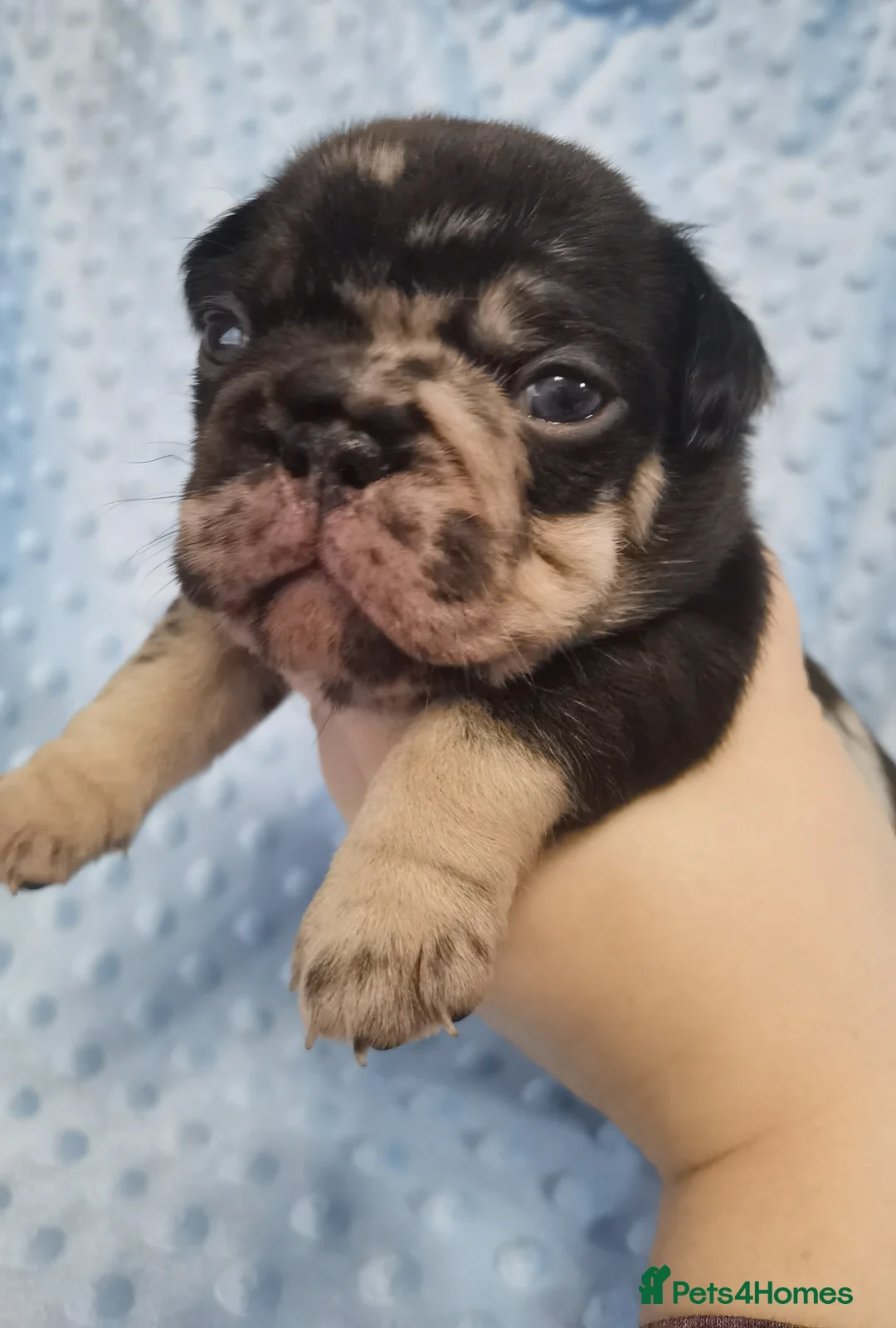 French Bulldog dogs for stud: Lilac tan merle in Sheffield - Advert 13