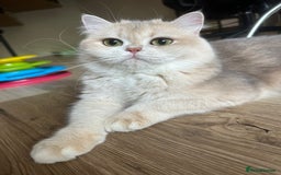 British Longhair cats for sale: GCCF reg BLH Chocolate Golden Blue/Green/Odd Eyes - Image 25