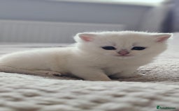 British Shorthair cats for sale: British Shorthair - Advert 6