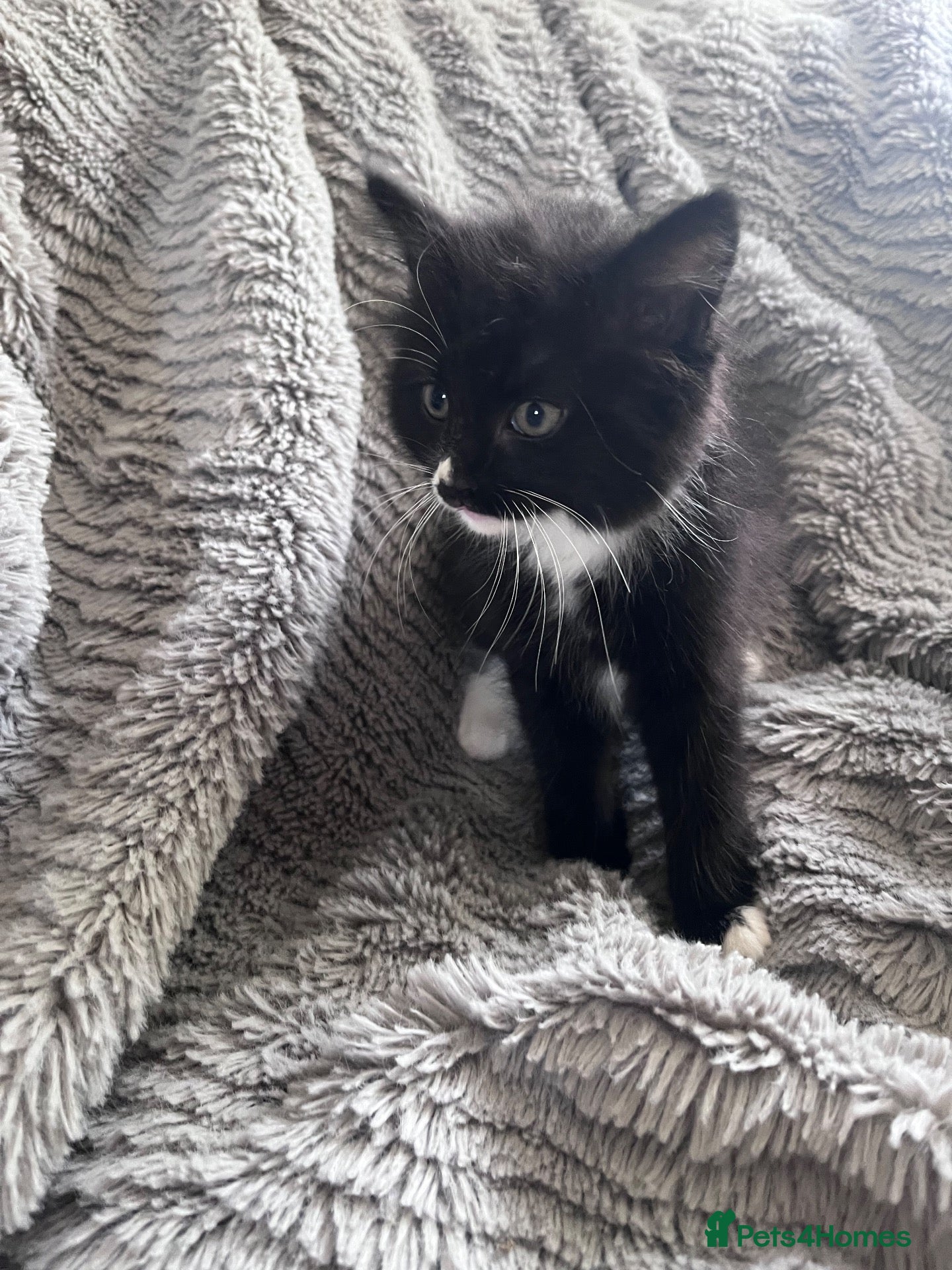 Mixed Breed cats Tuxedo kittens - 1 male 1 female  - Advert 11