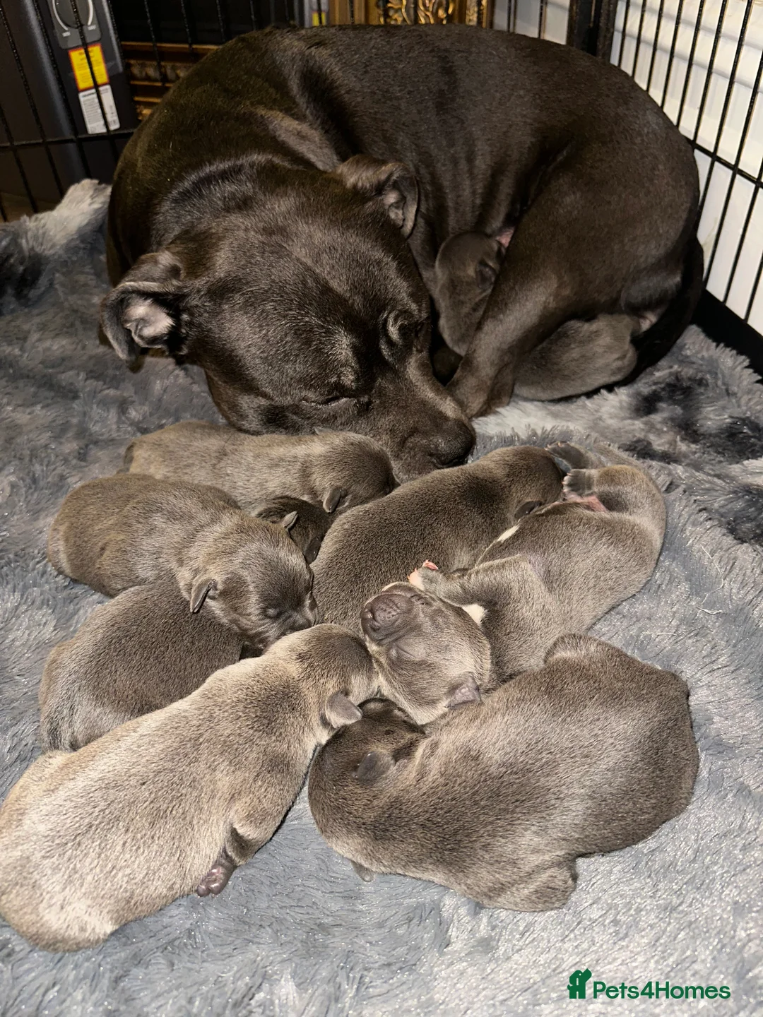Staffordshire Bull Terrier dogs for sale: Staffordshire Bull Terrier Pups for Sale 🩶 - Advert 8
