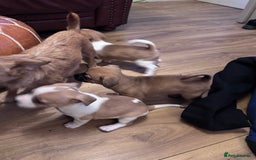 Jack Chi dogs for sale: Jack-chi puppies - Advert 6