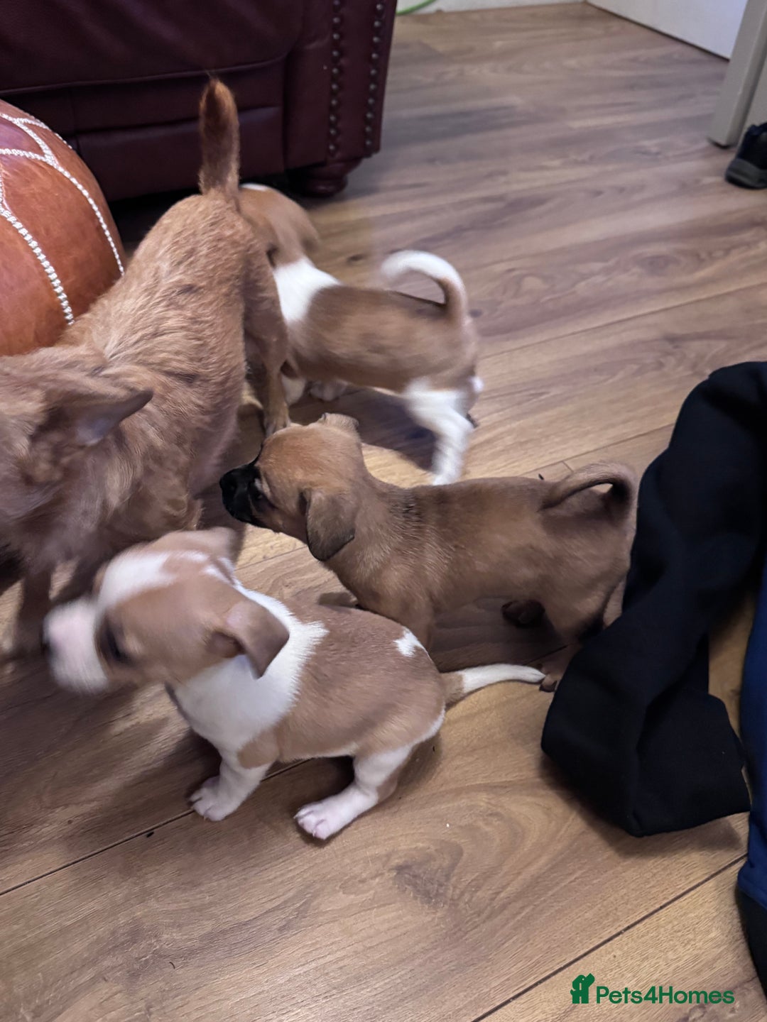 Jack Chi dogs for sale: Jack-chi puppies - Advert 6