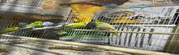 Budgerigars birds for sale: 18 budgies for sale - Advert 8