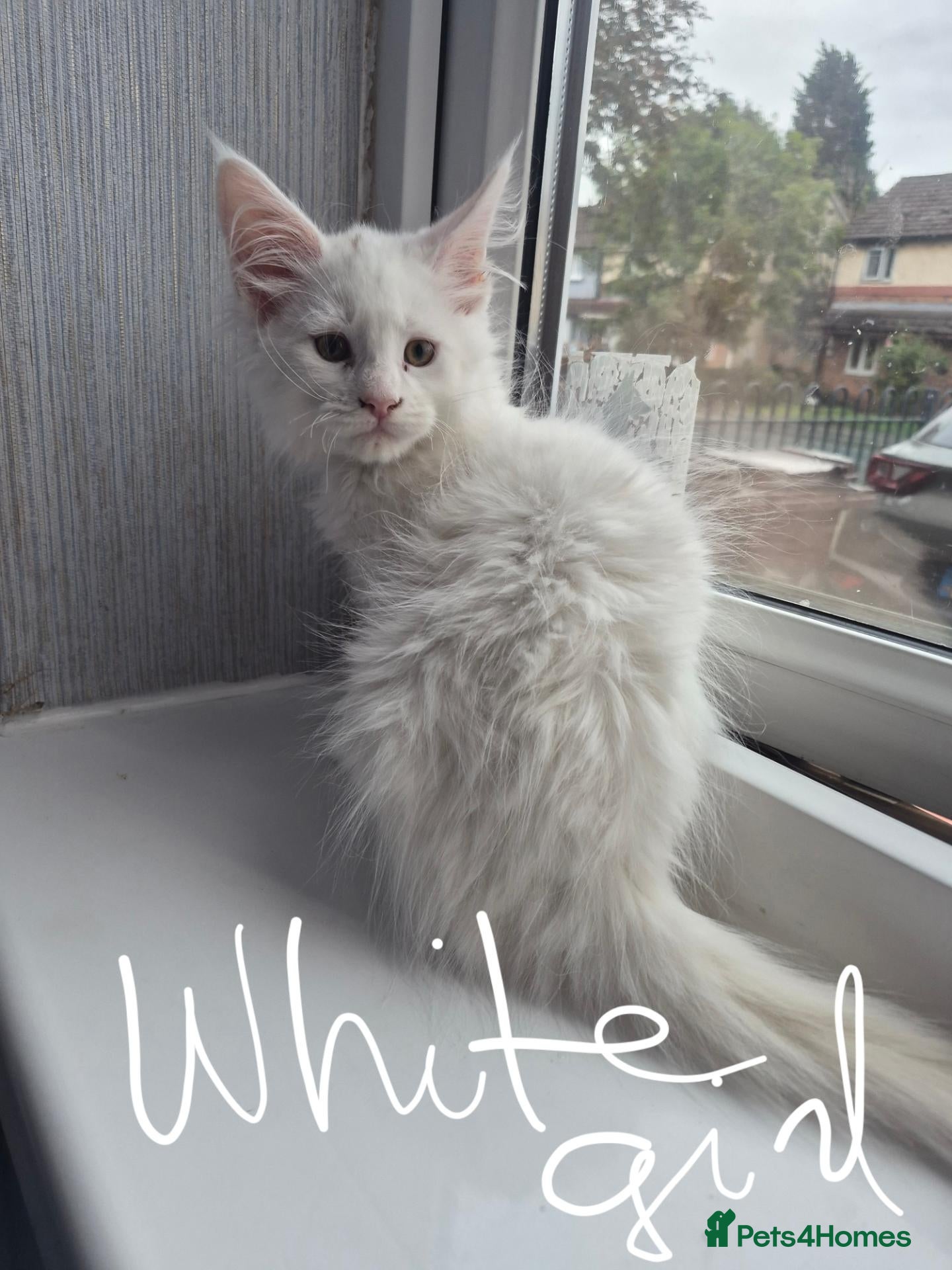 Maine Coon cats Beautiful white Maine coon kittens  - Advert 1