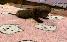 Toy Poodle dogs for sale: Exquisite Toy Poodle pups - Health tested parents - Image 11