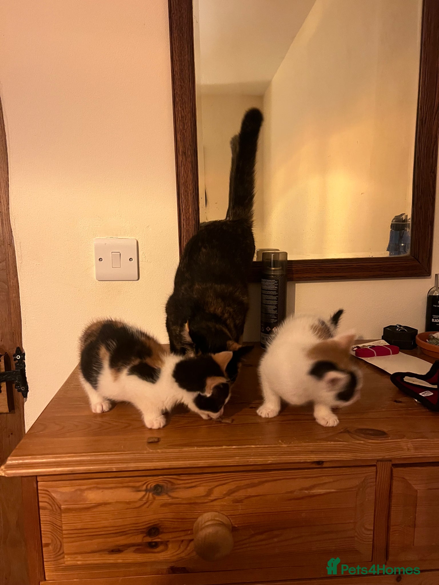 Mixed Breed cats for sale: Gorgeous Friendly Calico kittens - Advert 2