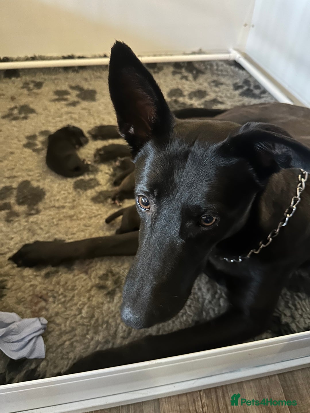 Mixed Breed dogs for sale: Belgian Malinois X Lurcher - Advert 10