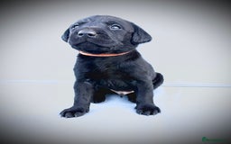 Labrador Retriever dogs for sale: ✨Gorgeous Labrador Puppies Ready for New Homes! ✨ - Image 6