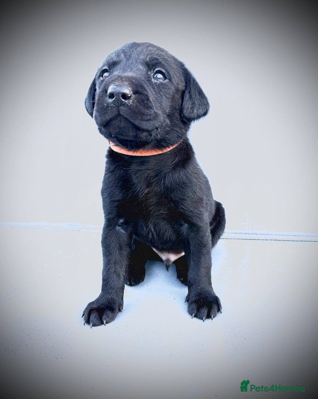 Labrador Retriever dogs for sale: ✨Gorgeous Labrador Puppies Ready for New Homes! ✨ - Image 6