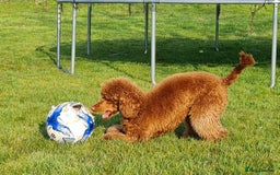 Miniature Poodle dogs for stud: Miniature Poodle STUD 5* LICENSED BREEDER  - Image 2
