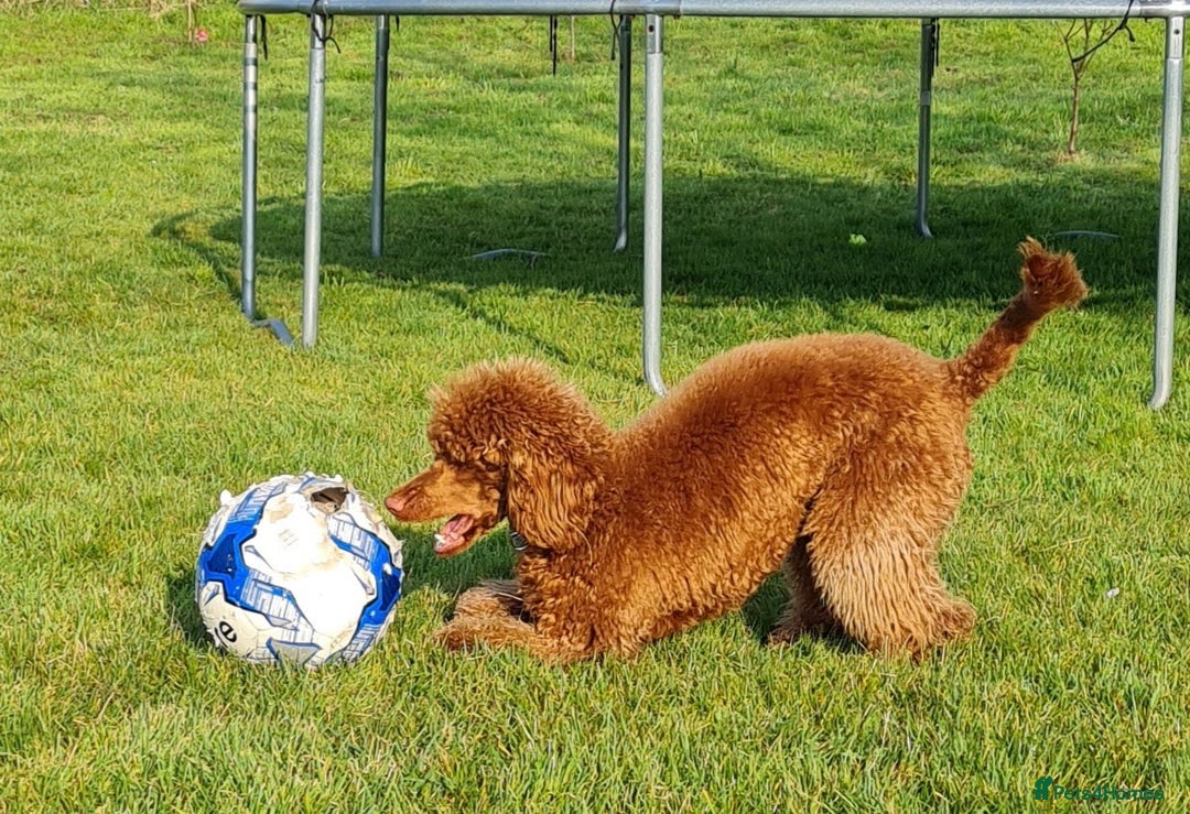 Miniature Poodle dogs for stud: Miniature Poodle STUD 5* LICENSED BREEDER  - Image 2