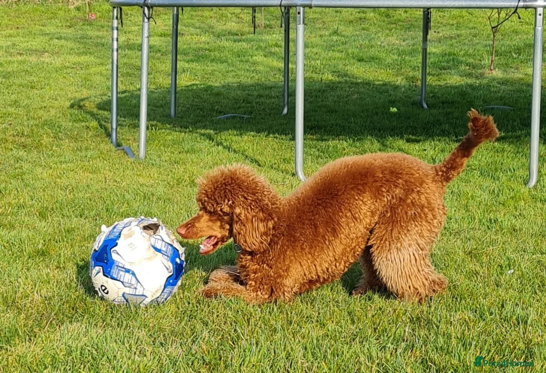 Miniature Poodle dogs for stud: Miniature Poodle STUD 5* LICENSED BREEDER  - Advert 2