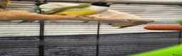 Budgerigars birds for sale: Budgies and guliden finch  - Advert 3