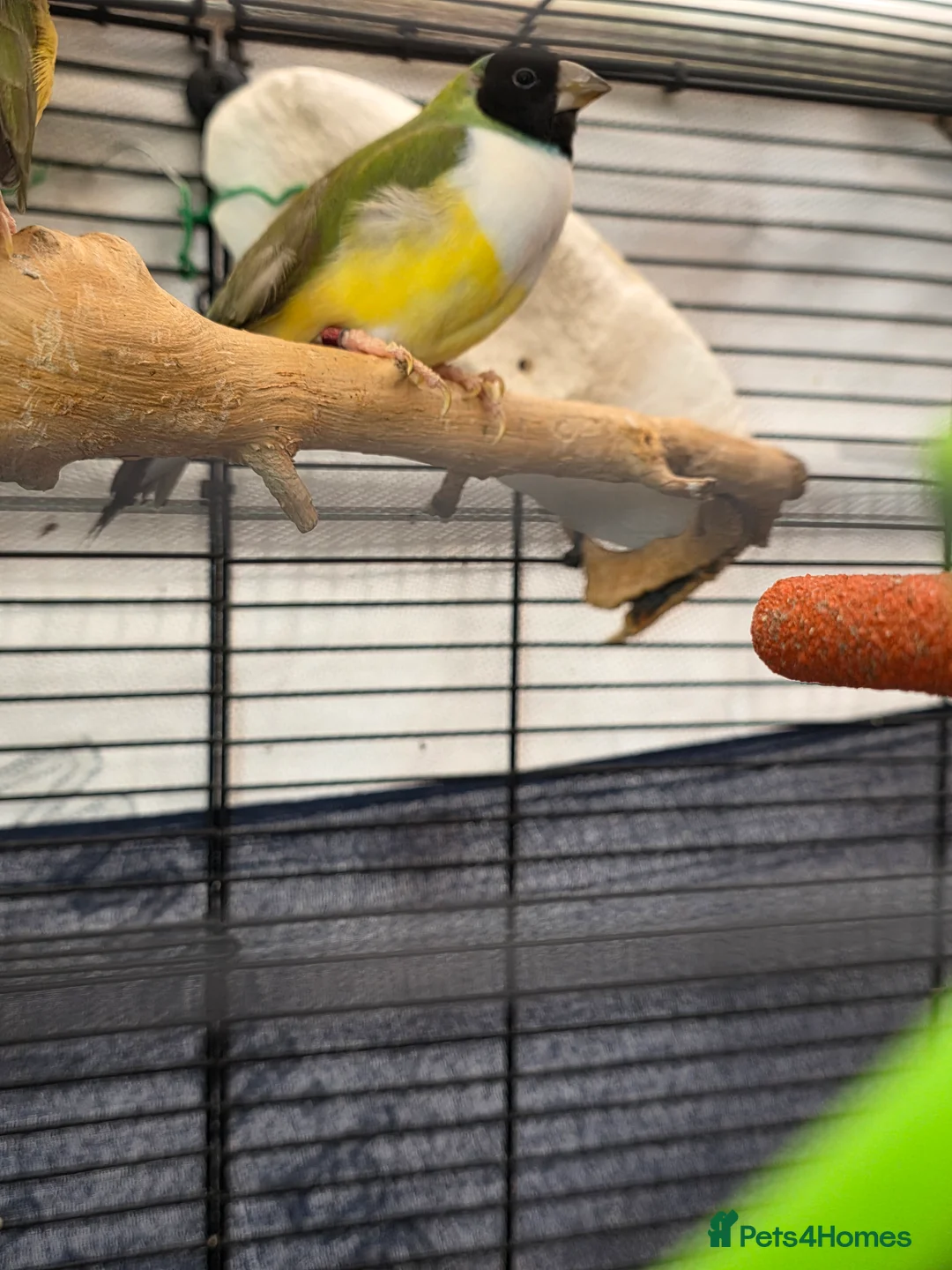 Budgerigars birds for sale: Budgies and guliden finch  - Advert 3