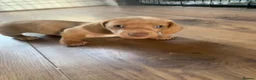 Miniature Dachshund dogs for sale: 🌟 Beautiful Miniature Dachshund Puppies 🌟 - Advert 7