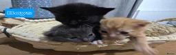 Mixed Breed cats for sale: Lovely mixed kittens in Swansea - Advert 7