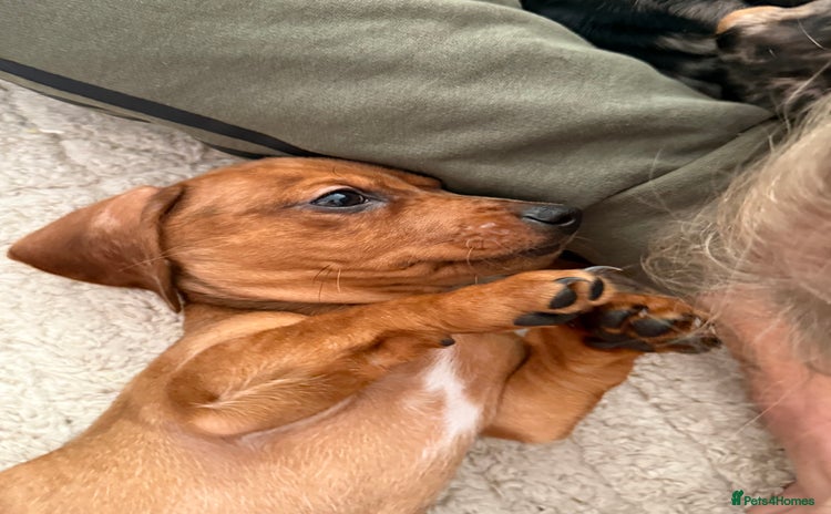 Miniature Dachshund dogs - Advert 4