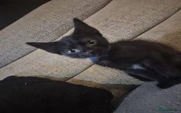 Mixed Breed cats for sale: Adorable black kittens for sale  - Image 17