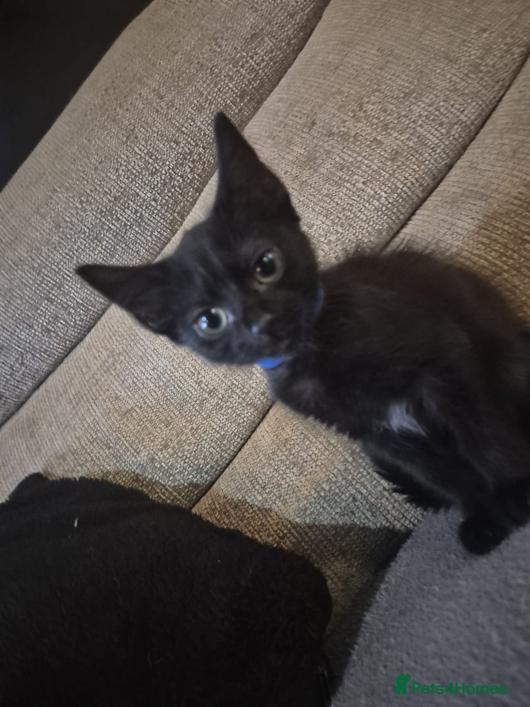 Mixed Breed cats for sale: Adorable black kittens for sale  - Image 17