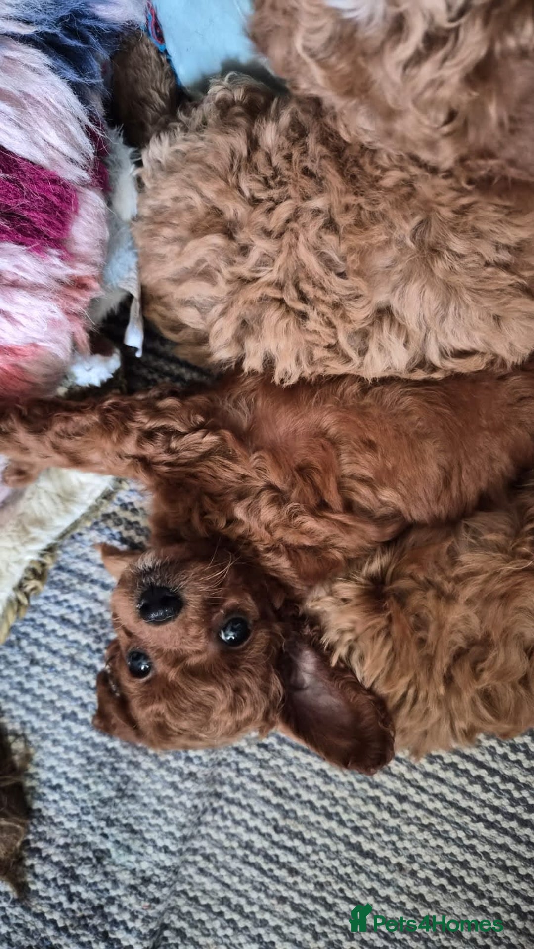 Cockapoo dogs for sale: Very unique Asian Toy Cockerpoos - Image 4