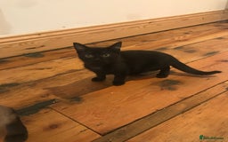 Siamese cats for sale: A litter of 5 beautiful blue eyed Siamese kittens - Image 8