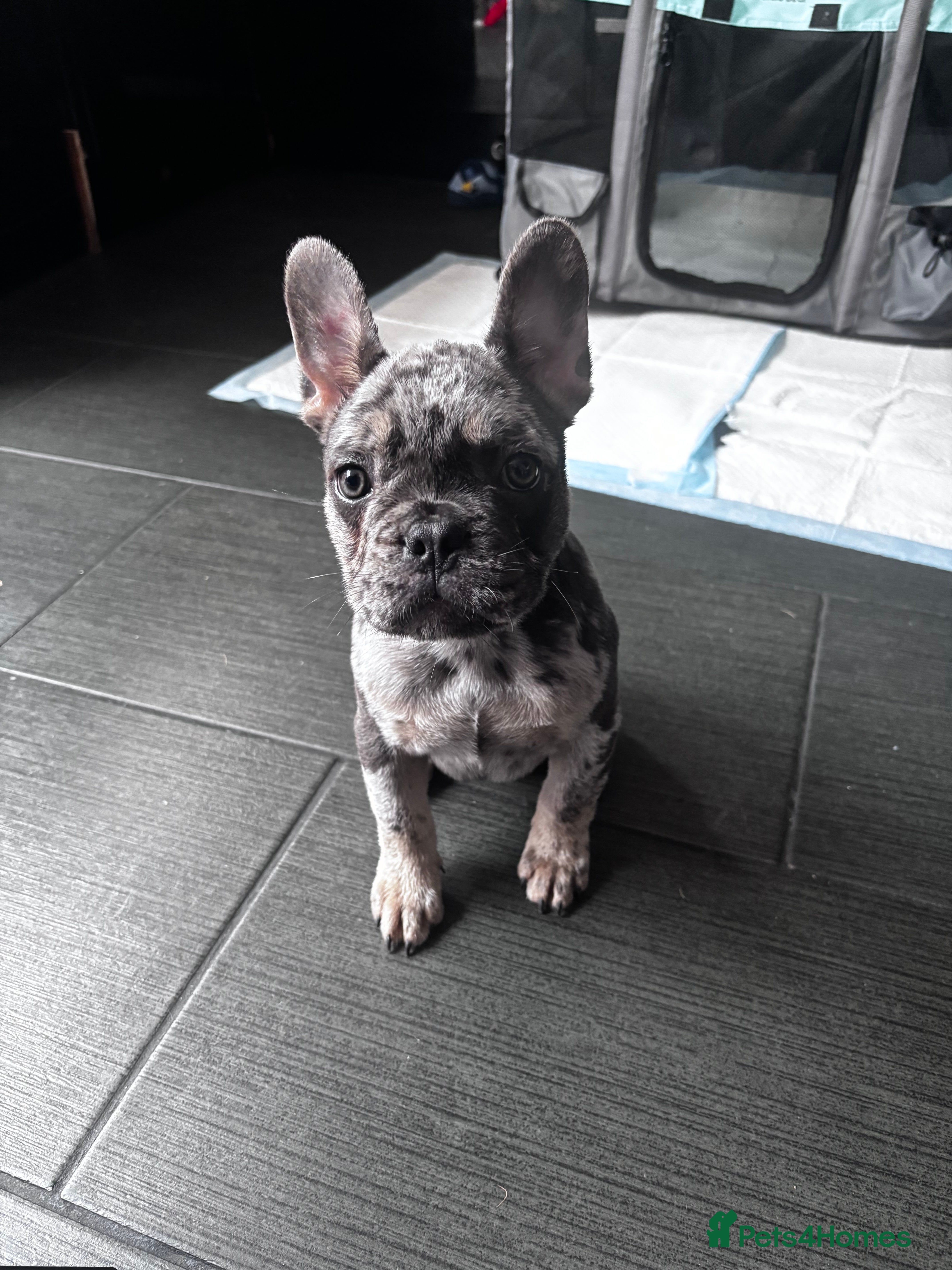 French Bulldog dogs French Bull Dog Puppies! - Advert 2