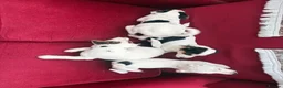 Jack Russell dogs for sale: Jack Russell puppies in Lampeter - Advert 8
