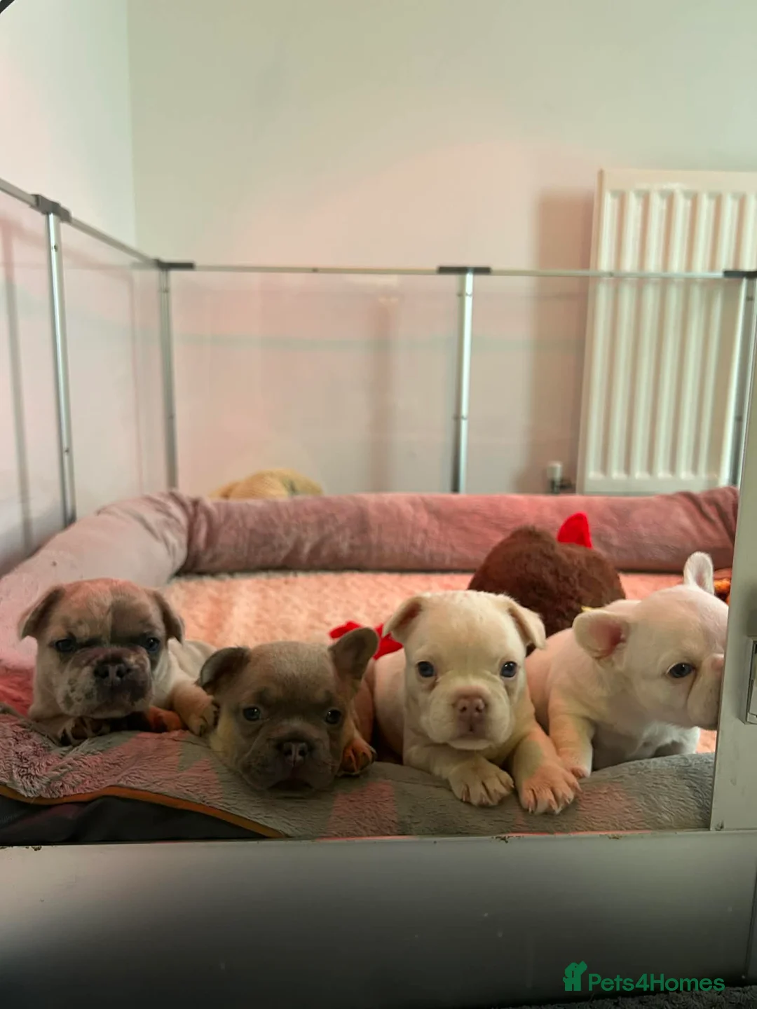 French Bulldog dogs for sale: platinum and Isabella blue fawn French bulldog  - Advert 5