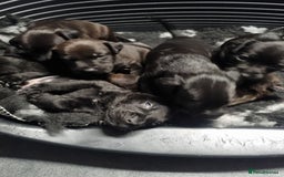 Patterdale Terrier dogs for sale: PATTERDALE PUPS FOR SALE (Nutall lines) - Image 28