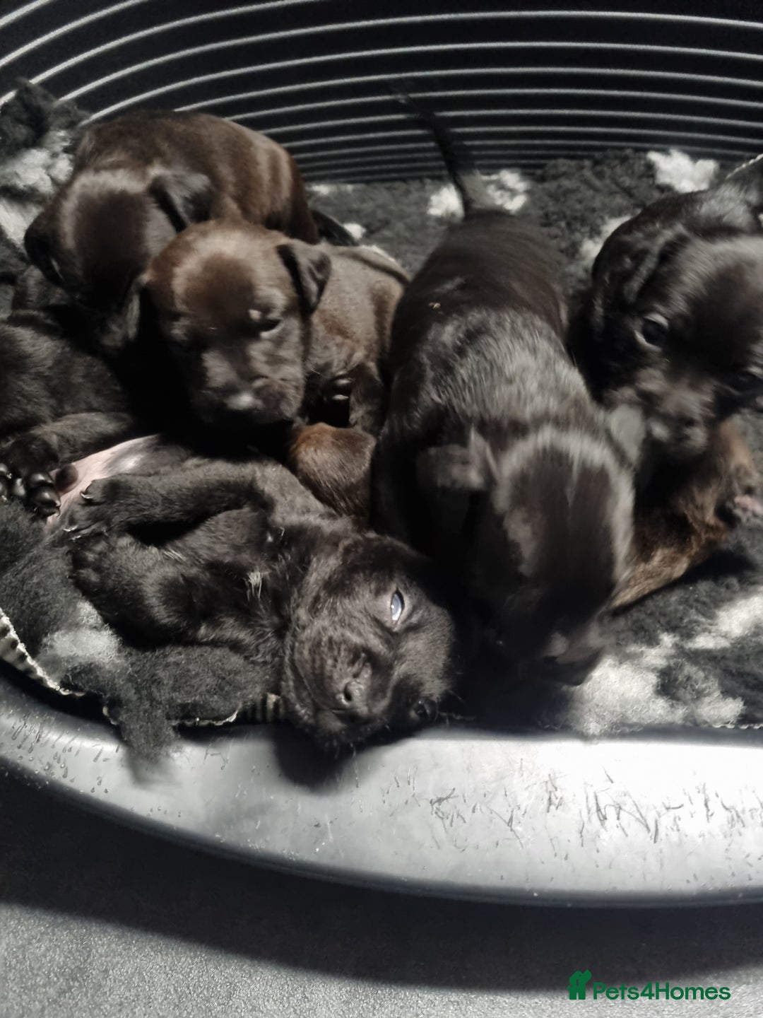 Patterdale Terrier dogs for sale: PATTERDALE PUPS FOR SALE (Nutall lines) - Image 28