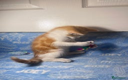 Mixed Breed cats for sale: 3 Lovely Kittens - Image 3