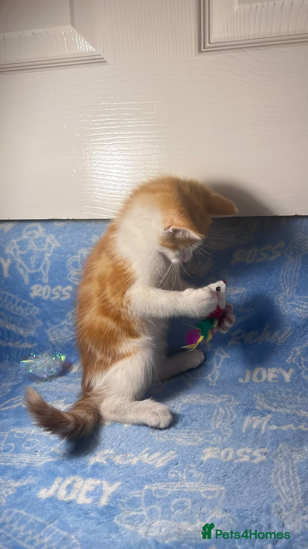 Mixed Breed cats for sale: 3 Lovely Kittens - Image 3