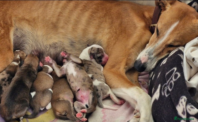 Lurcher dogs - Advert 3