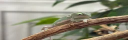 Chameleon reptiles for sale: Yemen Chameleon Babies ✅ in Dunmow - Advert 1