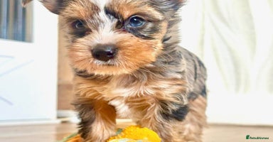 Yorkshire Terrier dogs - Advert 2