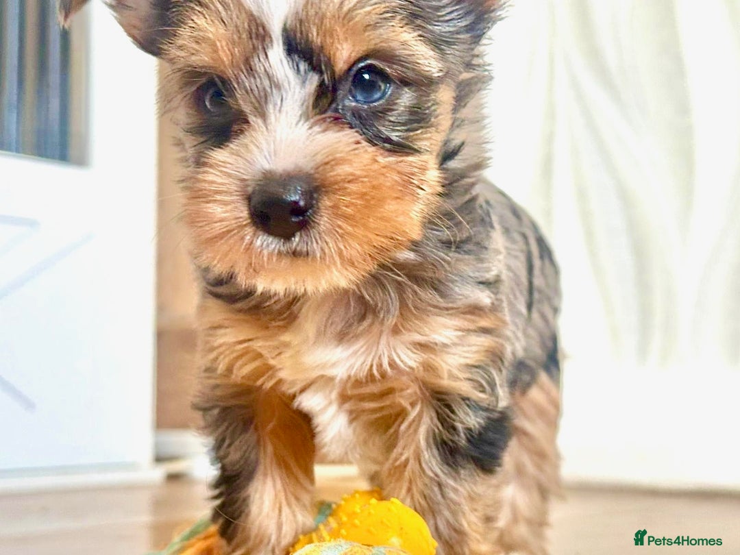 Yorkshire Terrier dogs for sale: Chocolate Merle yorkshire terrier  - Image 3