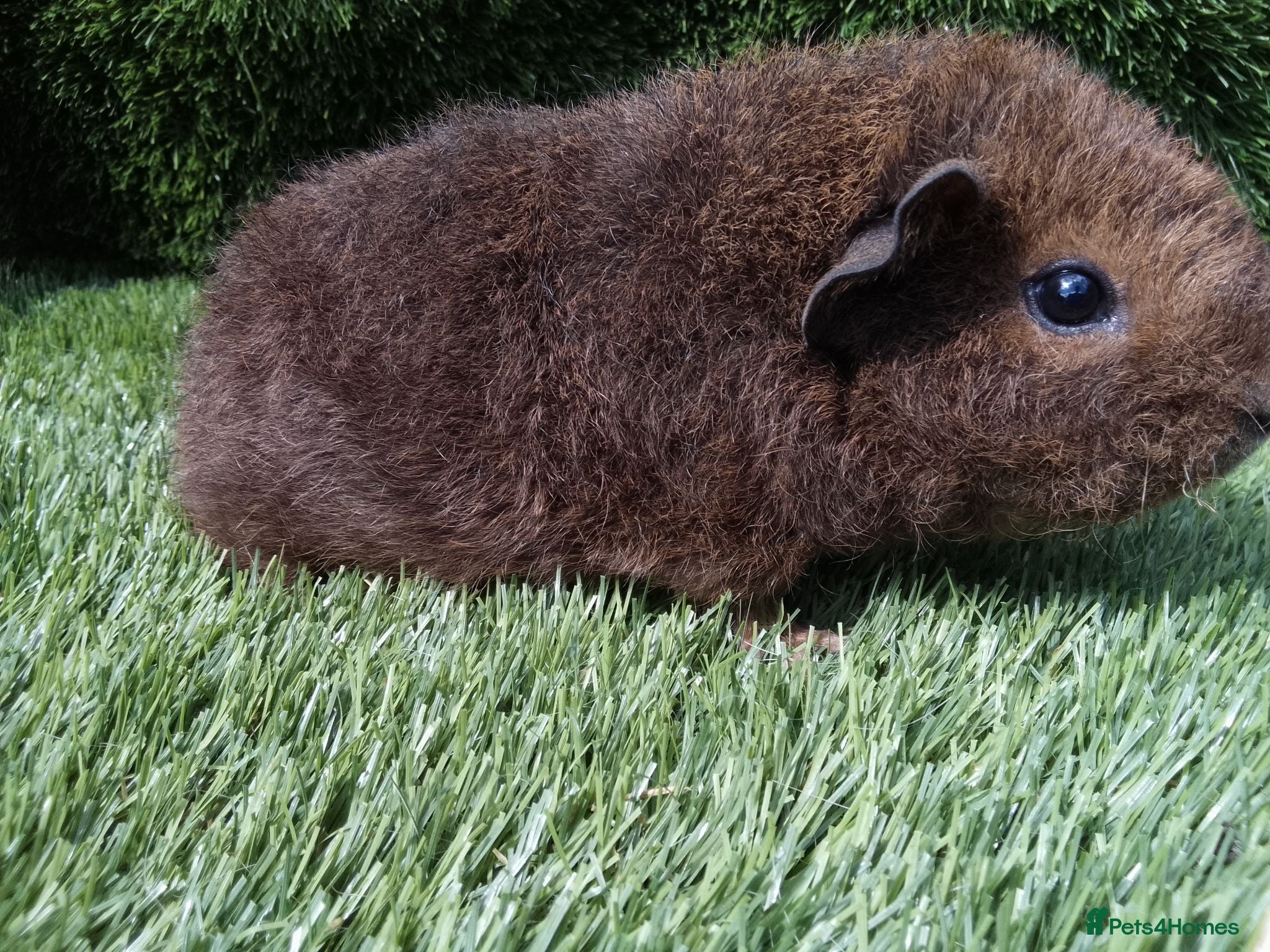 Guinea Pig rodents Rex guinea pigs  - Advert 2