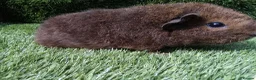 Guinea Pig rodents for sale: Rex guinea pigs  - Advert 2