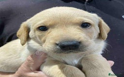 Labrador Retriever dogs for sale: Beautiful K.C Registered Labrador puppies - Image 4