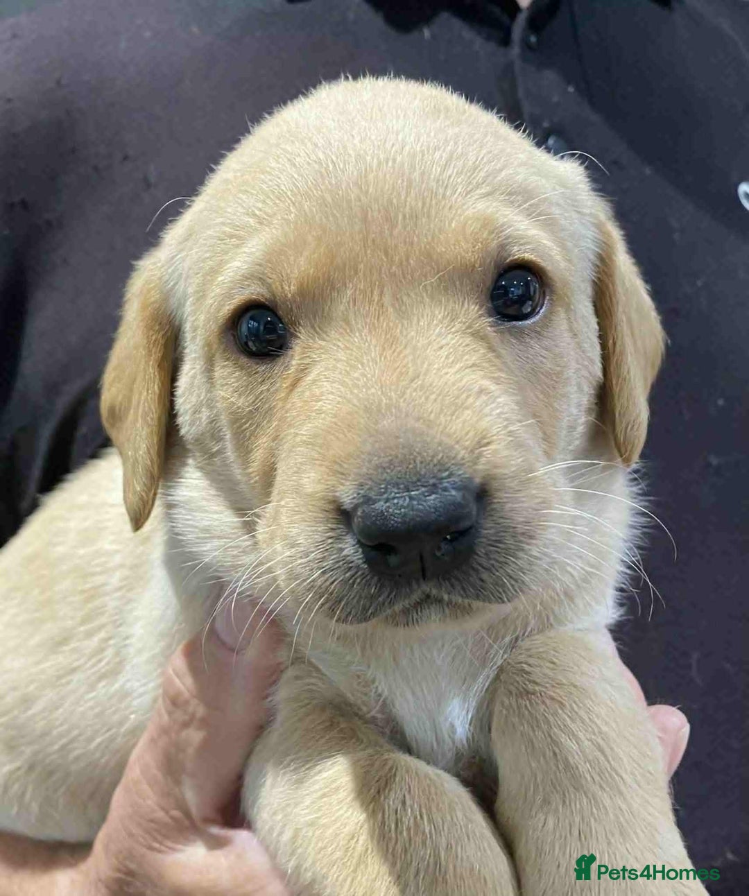 Labrador Retriever dogs for sale: Beautiful K.C Registered Labrador puppies - Image 4