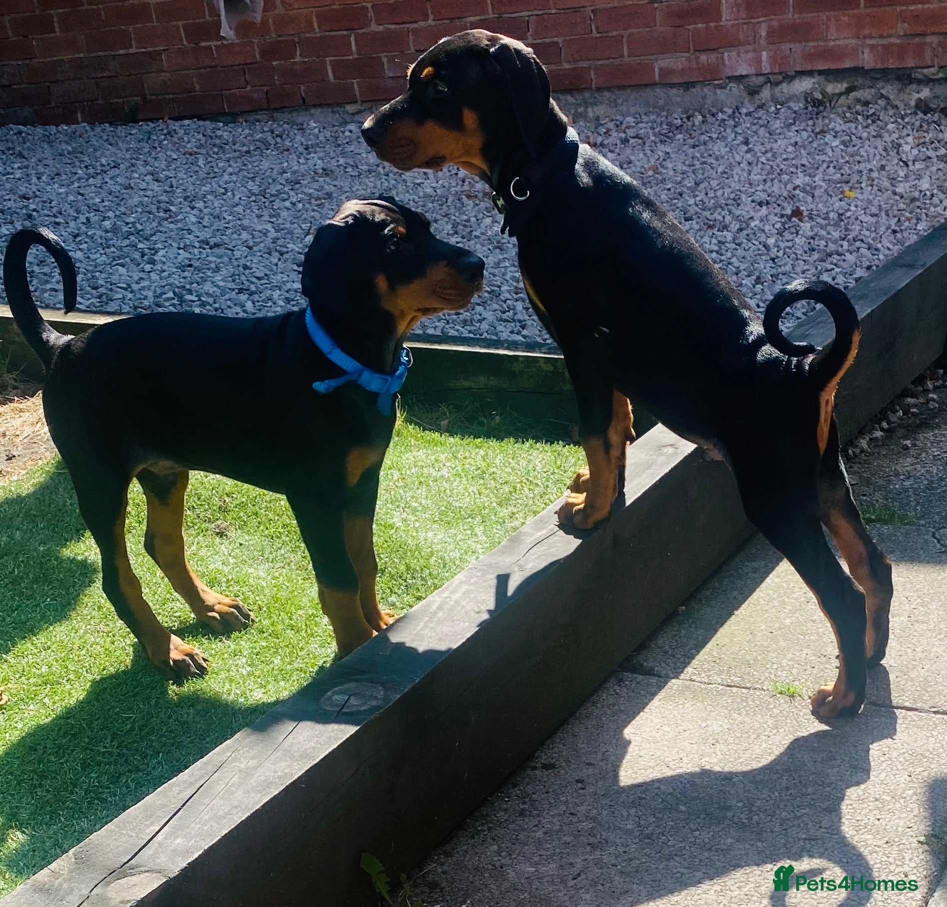 Dobermann dogs LAST KC REGISTERED - DOBERMAN PUPPY  - Advert 10