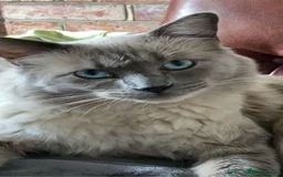 Ragdoll cats for sale: Ragdoll kittens for sale - Image 13